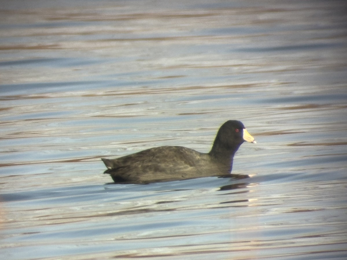 American Coot - ML646306626