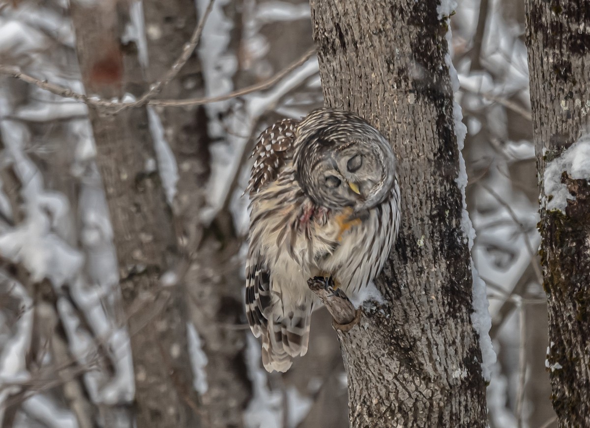 Barred Owl - ML646306628