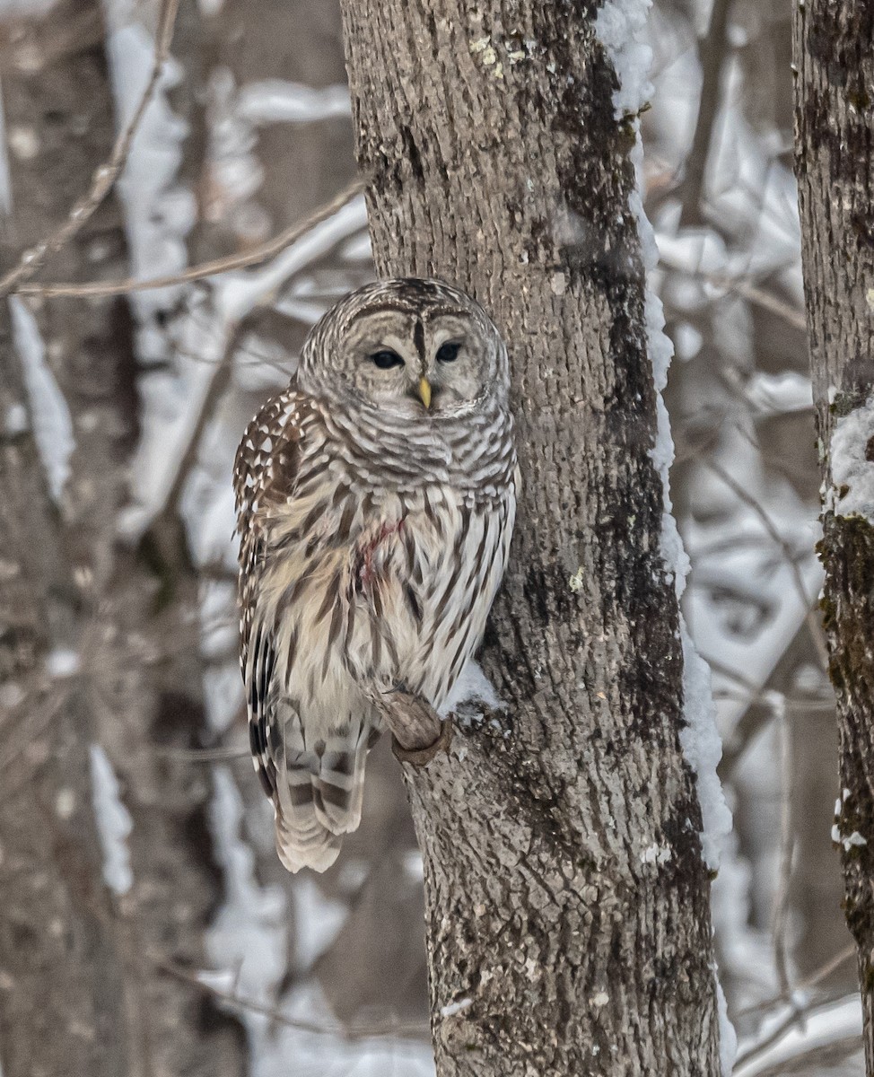 Barred Owl - ML646306629