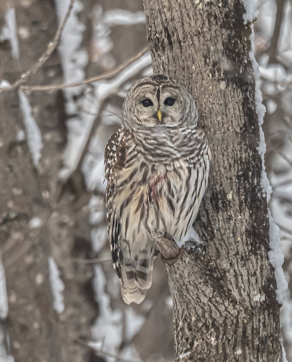 Barred Owl - ML646306630