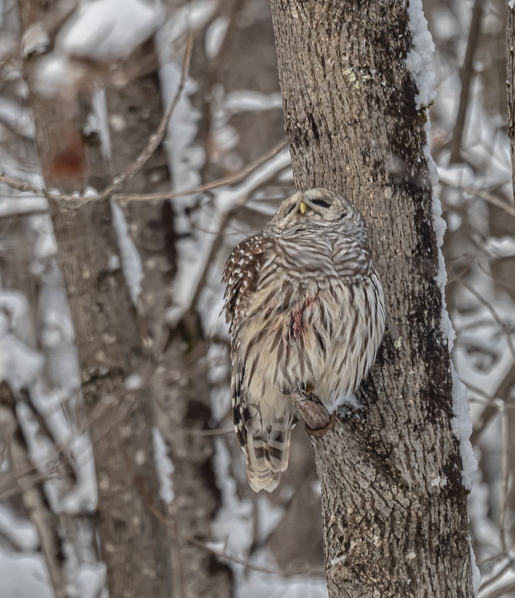 Barred Owl - ML646306631