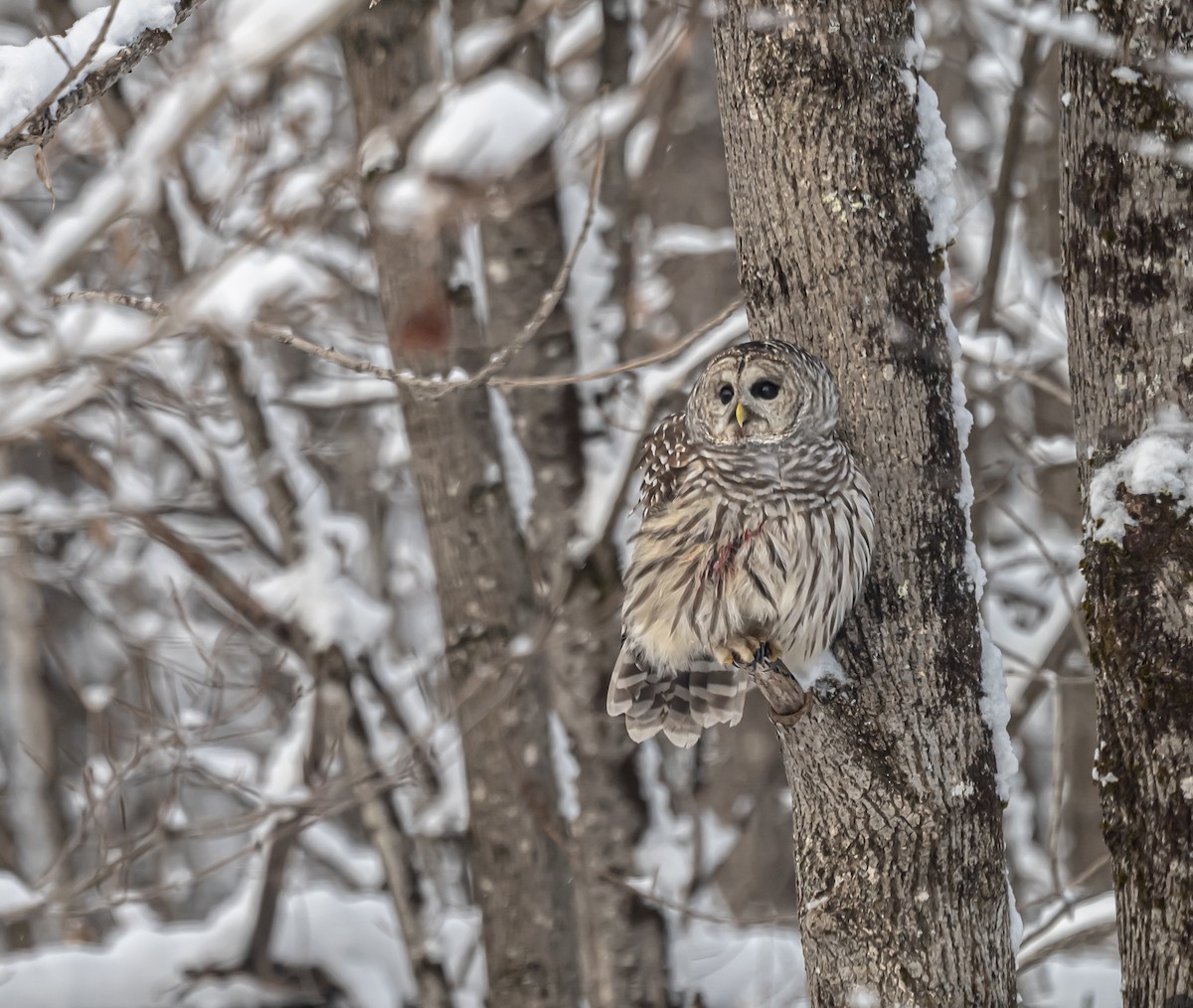 Barred Owl - ML646306632