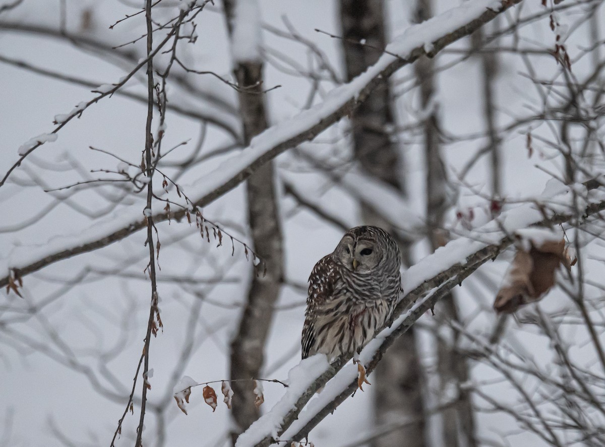 Barred Owl - ML646306633