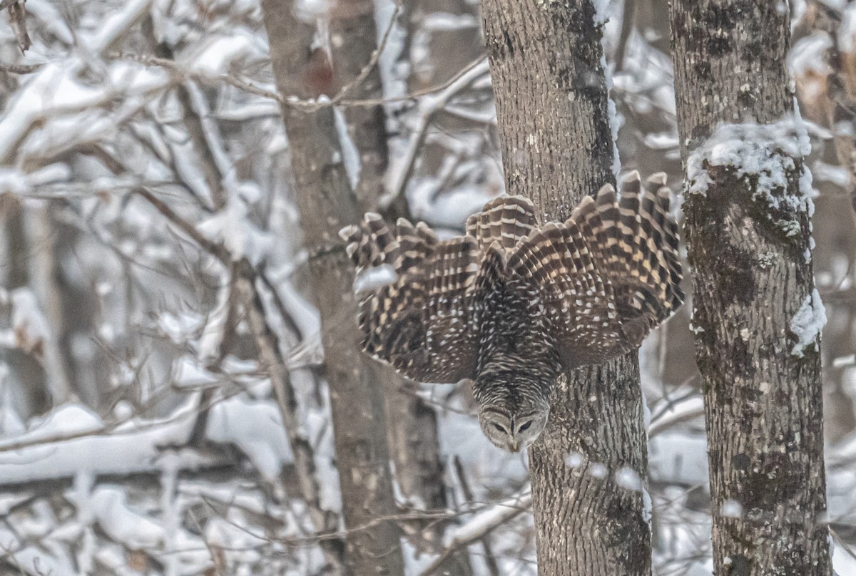 Barred Owl - ML646306634