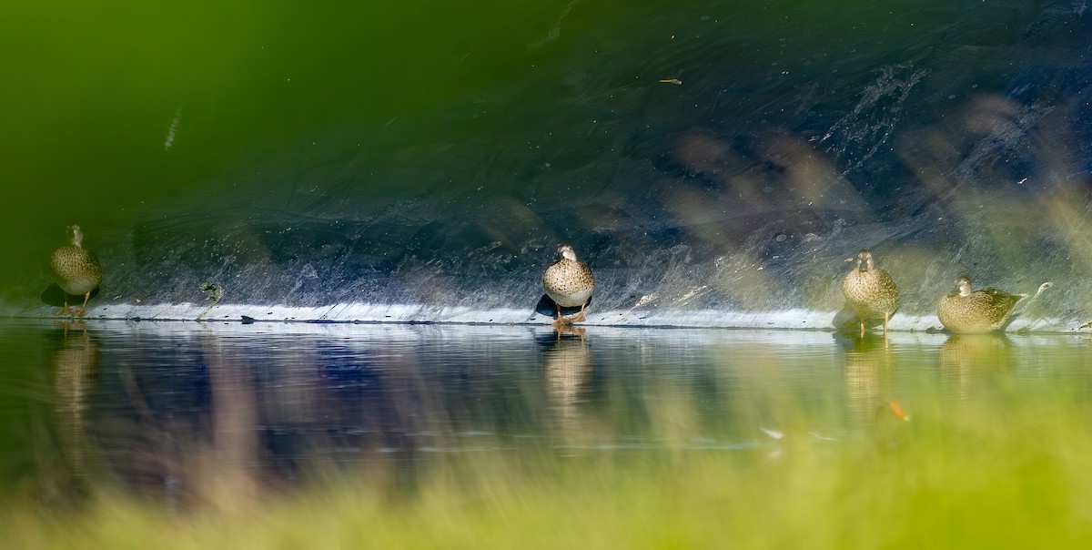 赤膀鴨 - ML646306636