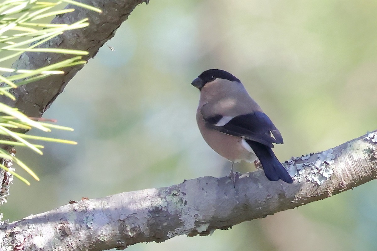 Эгэл зана - ML646306637