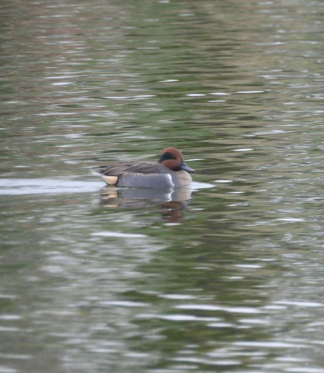 Green-winged Teal - ML646306638