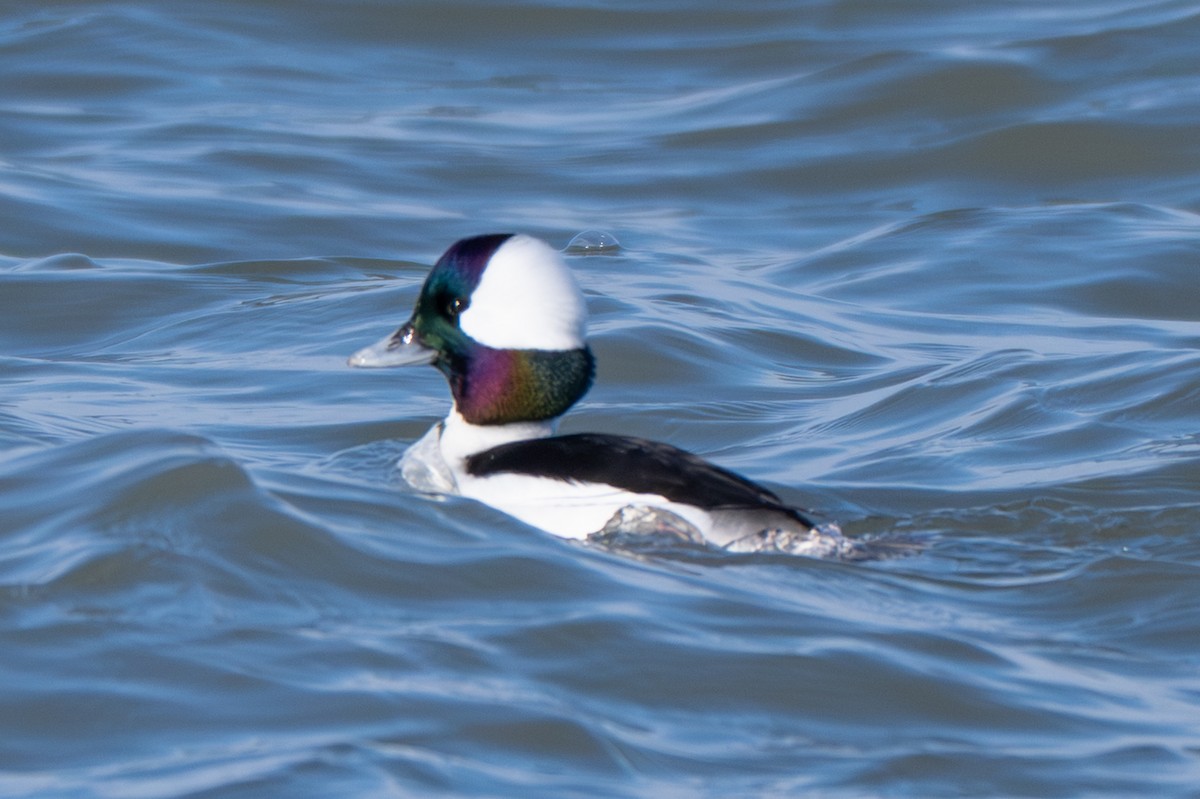 Bufflehead - ML646306639