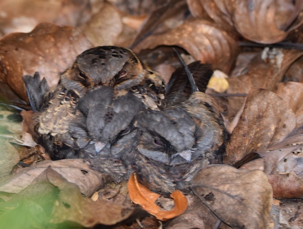 Collared Nightjar - ML646306641