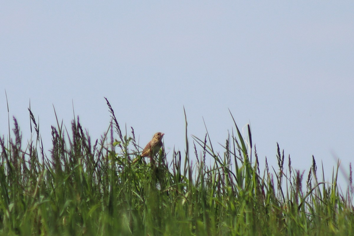 Henslow's Sparrow - ML646306642