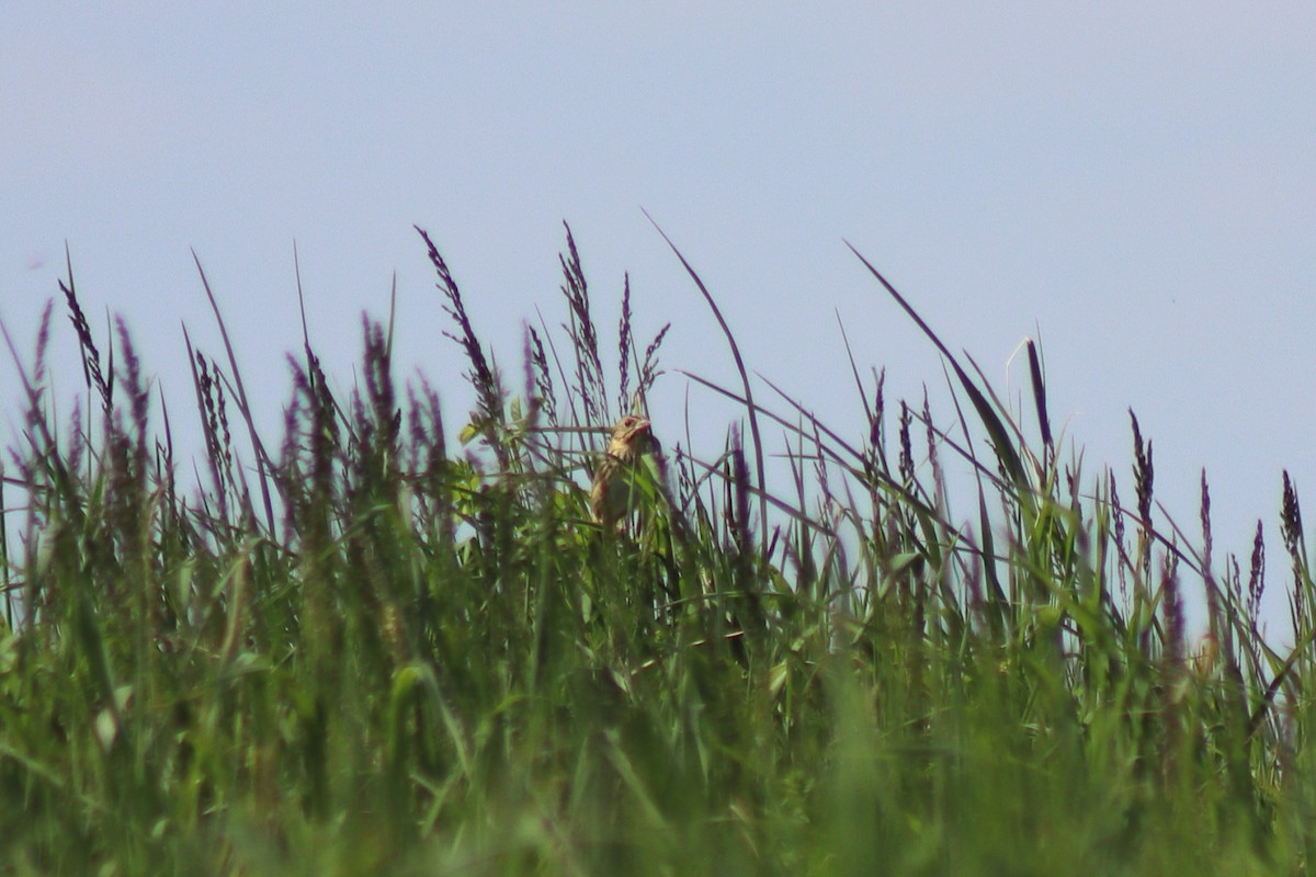 Henslow's Sparrow - ML646306643