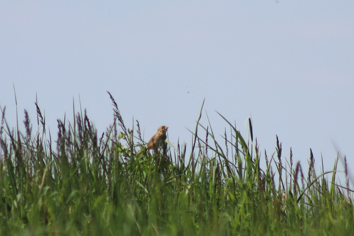 Henslow's Sparrow - ML646306644