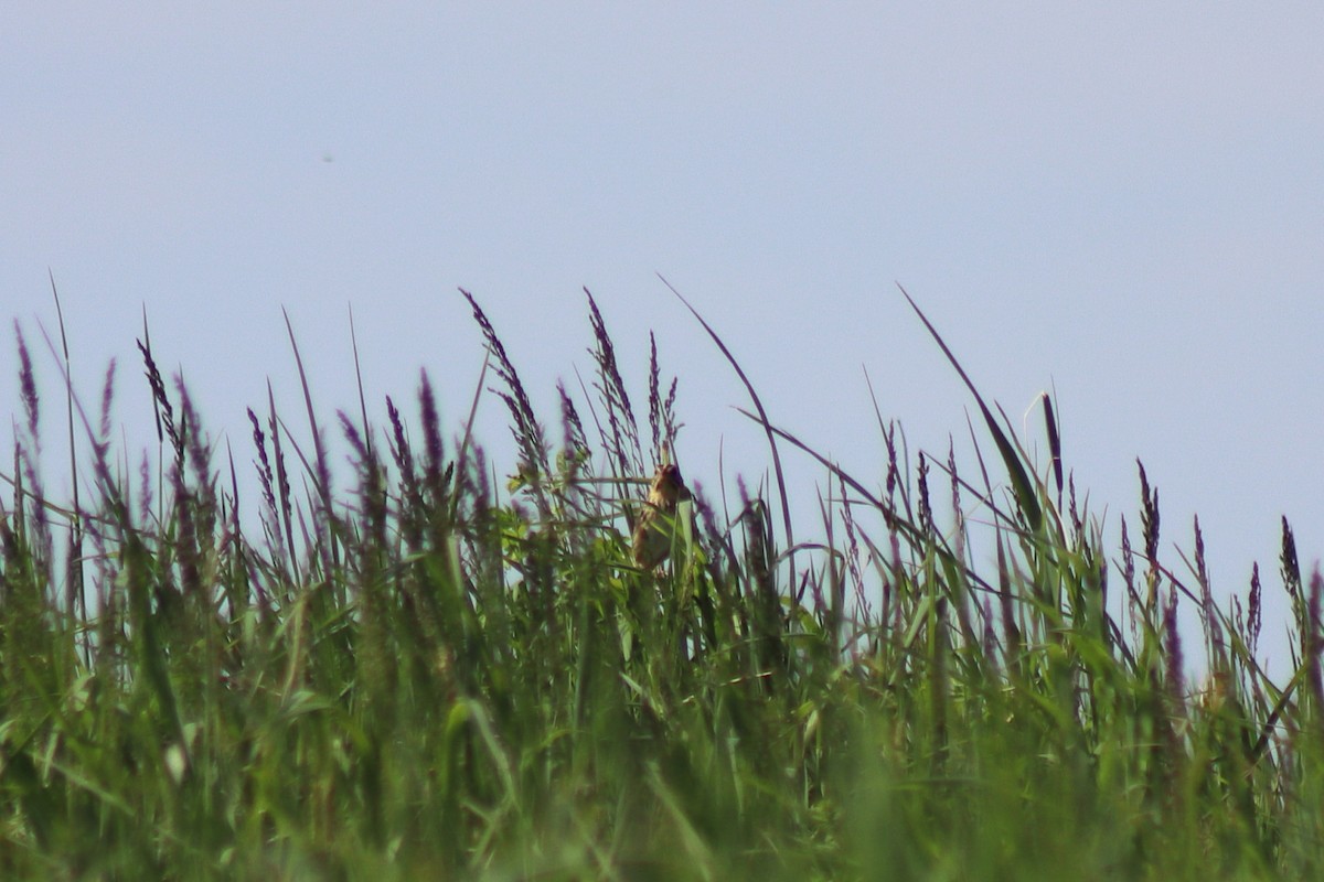 Henslow's Sparrow - ML646306645