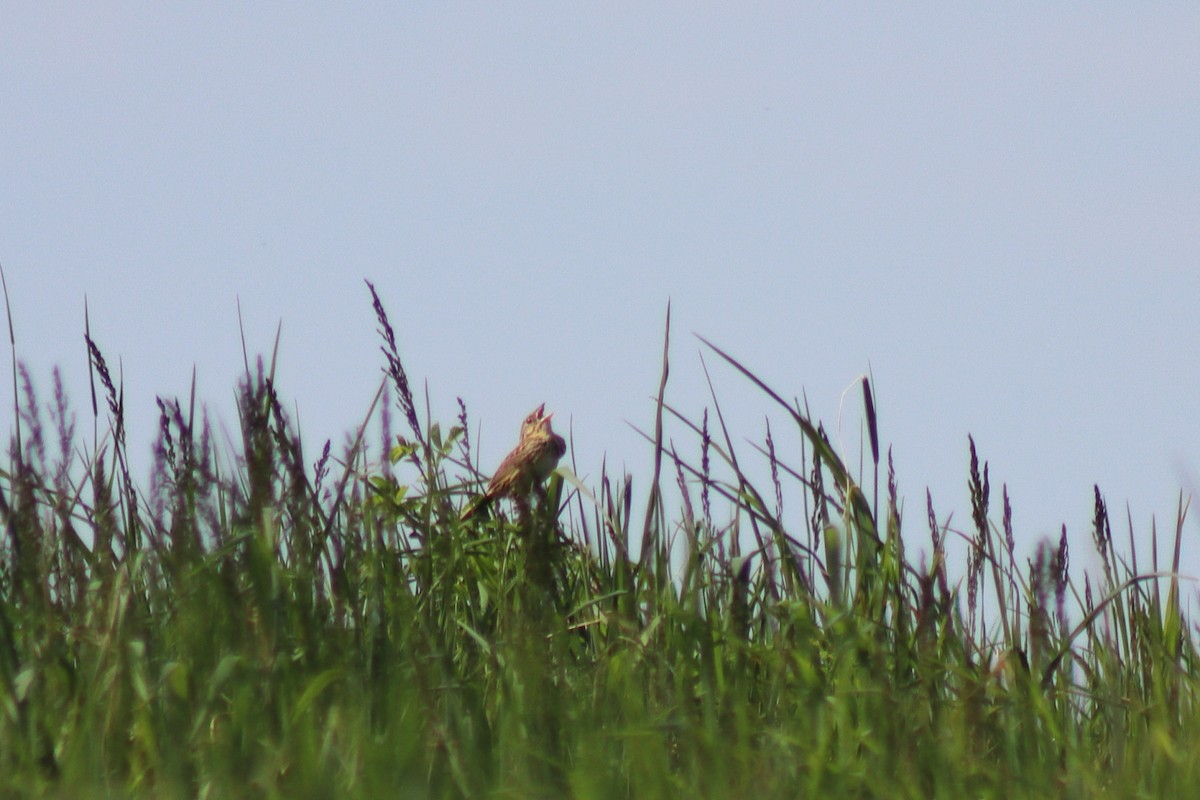 Henslow's Sparrow - ML646306646