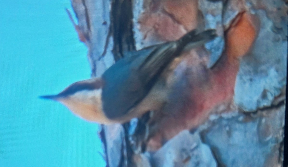 Brown-headed Nuthatch - ML646306647