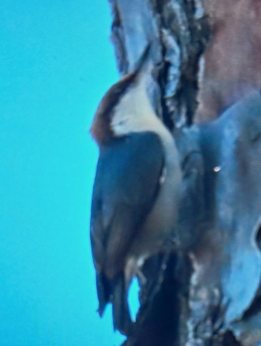 Brown-headed Nuthatch - ML646306648