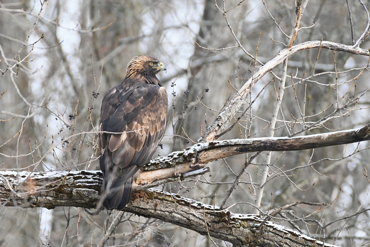 orel skalní - ML646306652