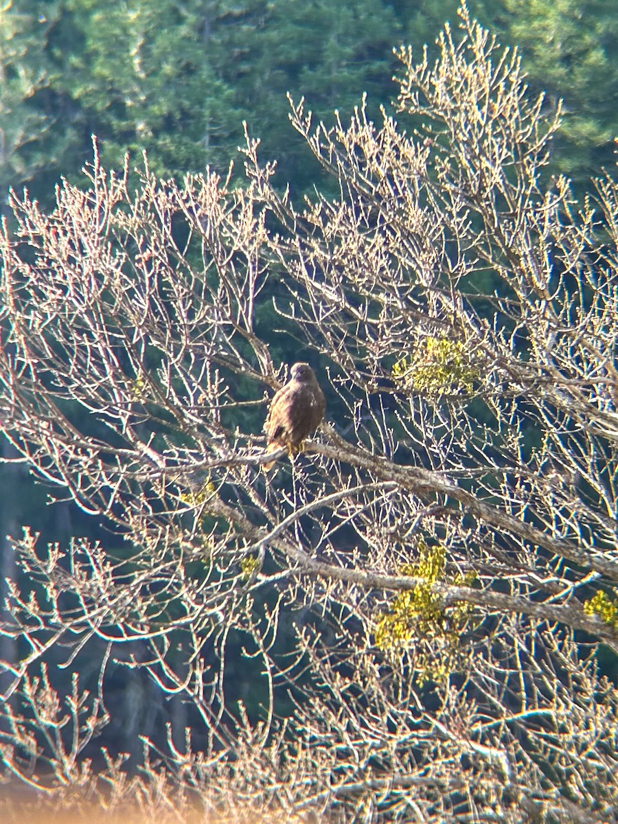 Red-tailed Hawk - ML646306653