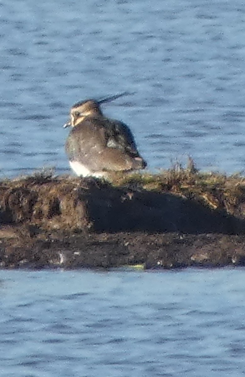 Northern Lapwing - ML646306654