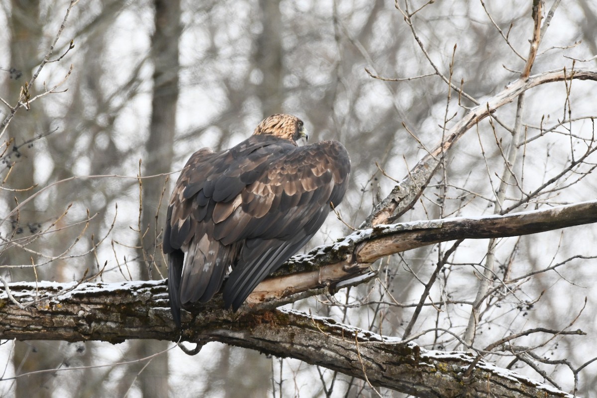 orel skalní - ML646306656