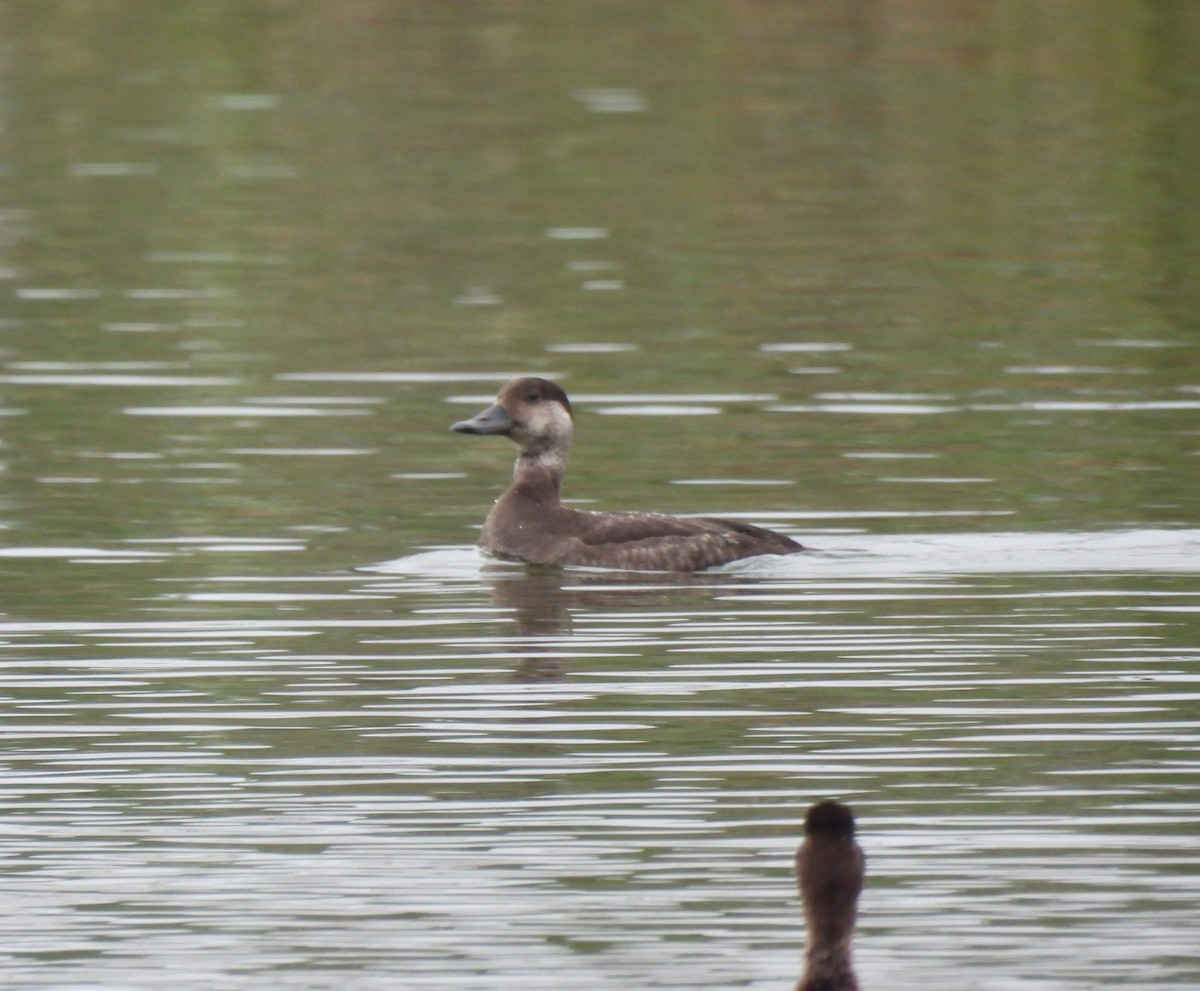 Black Scoter - ML646306657