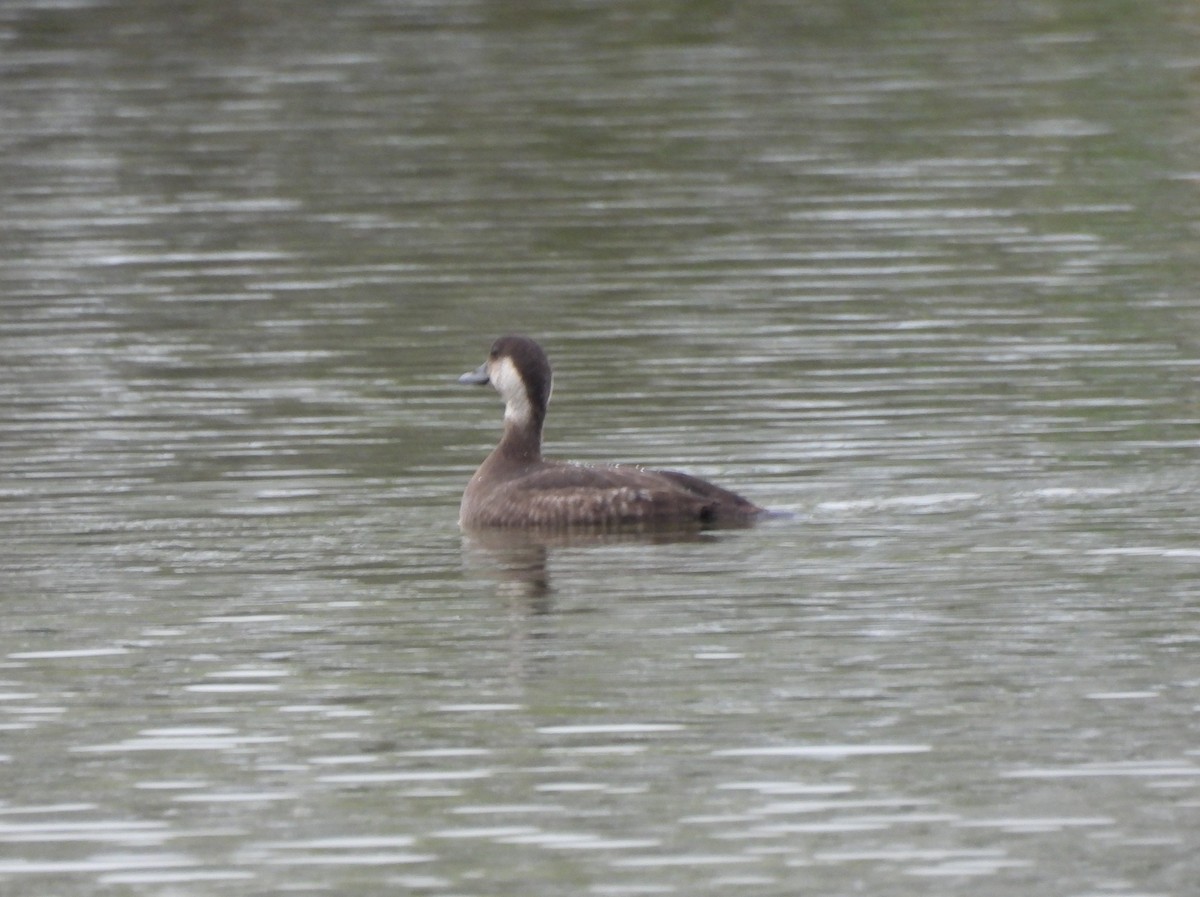 Black Scoter - ML646306658