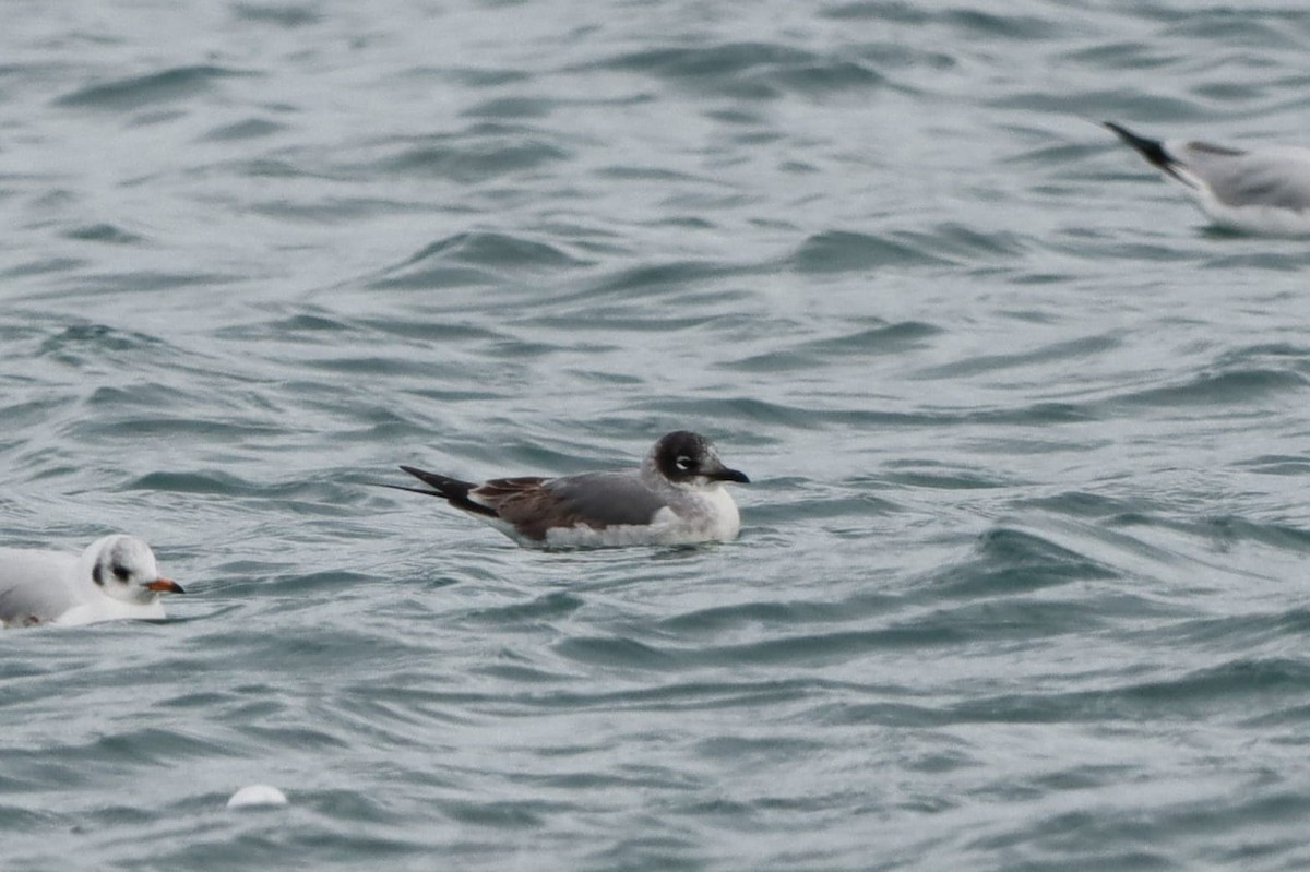 Franklin's Gull - ML646306661