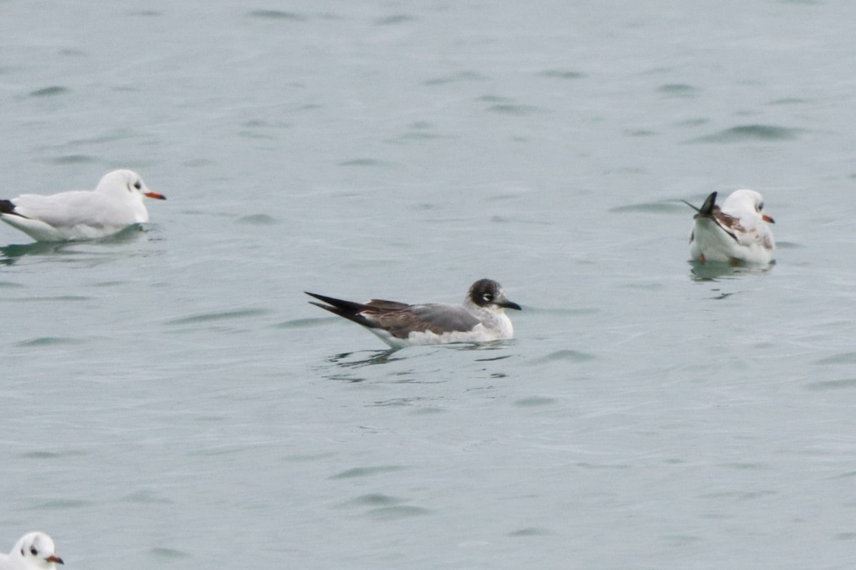 Franklin's Gull - ML646306662
