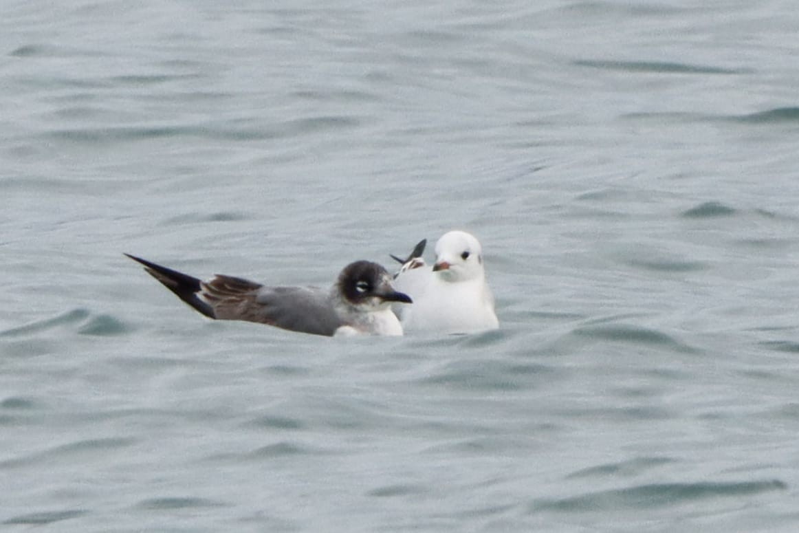 Franklin's Gull - ML646306663