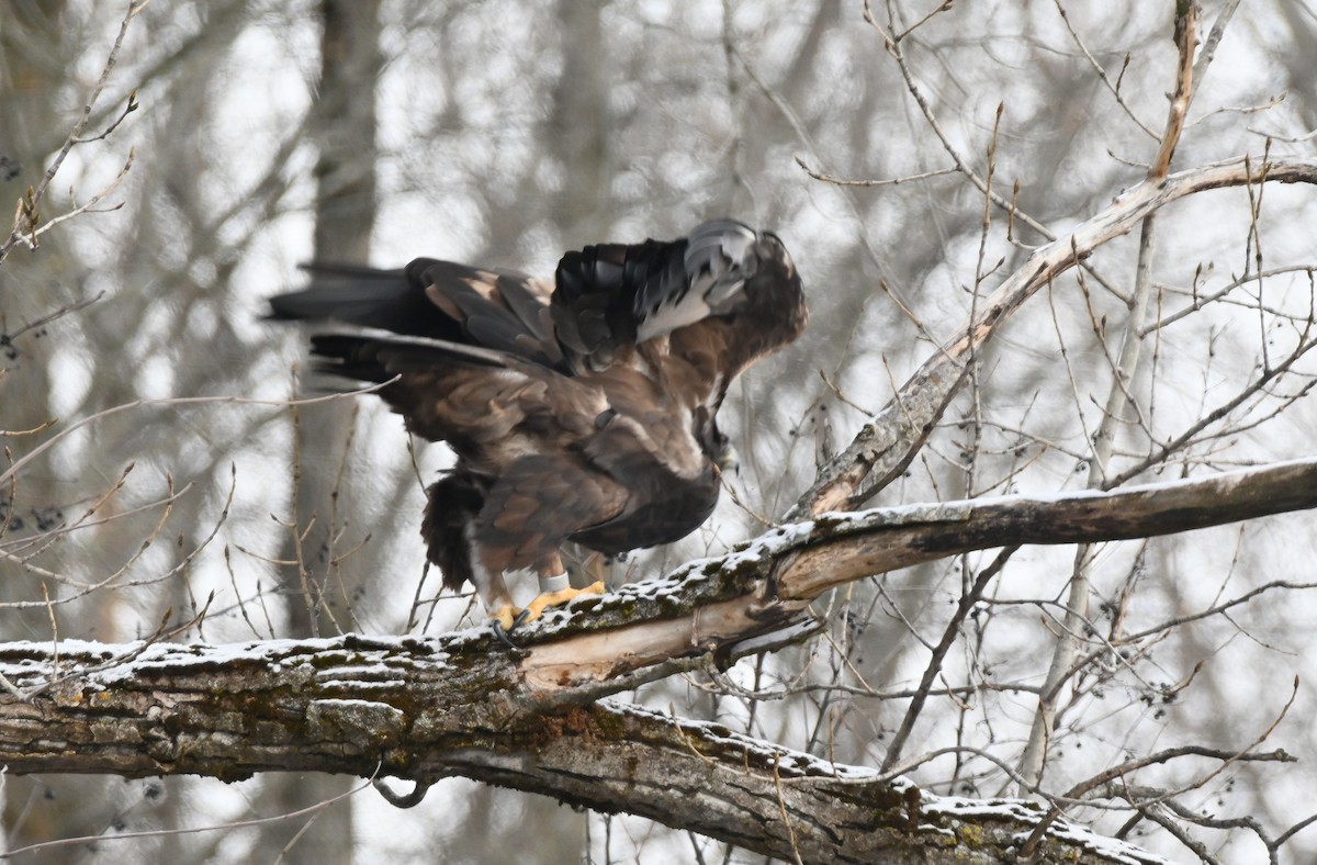 orel skalní - ML646306664