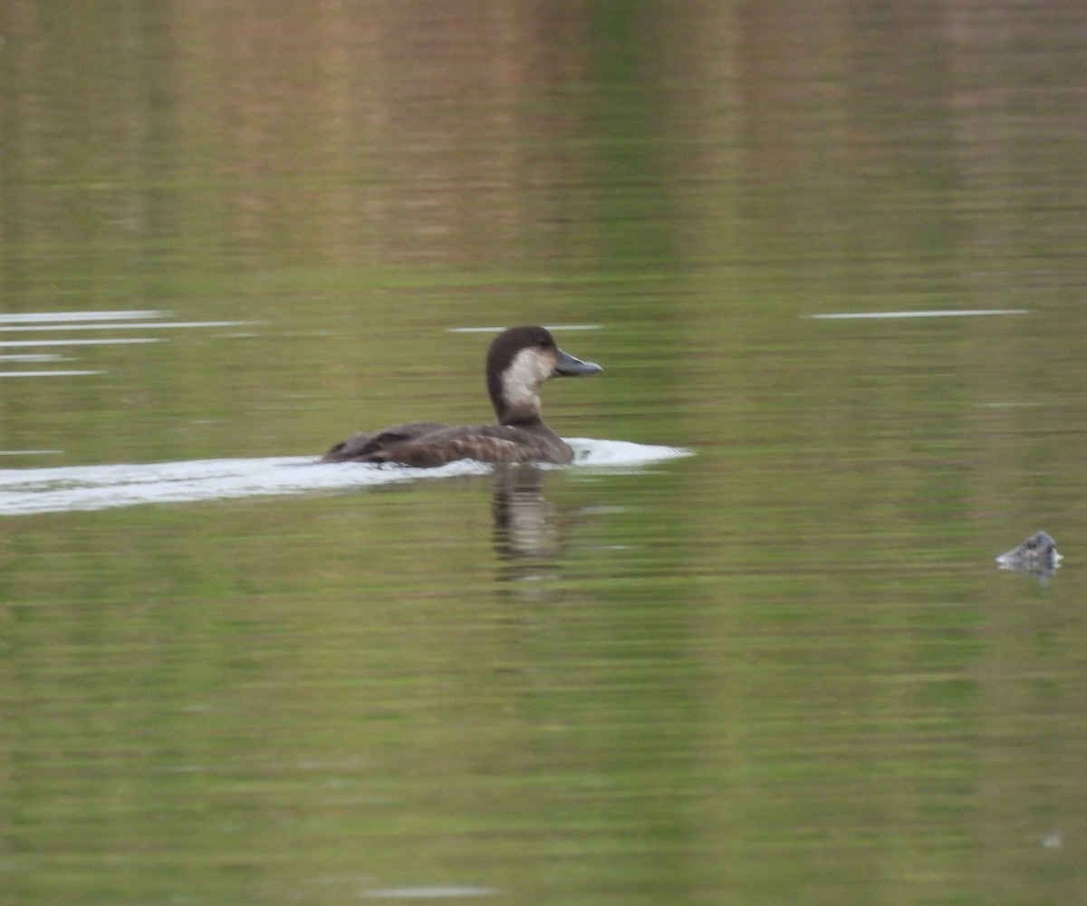 Black Scoter - ML646306665