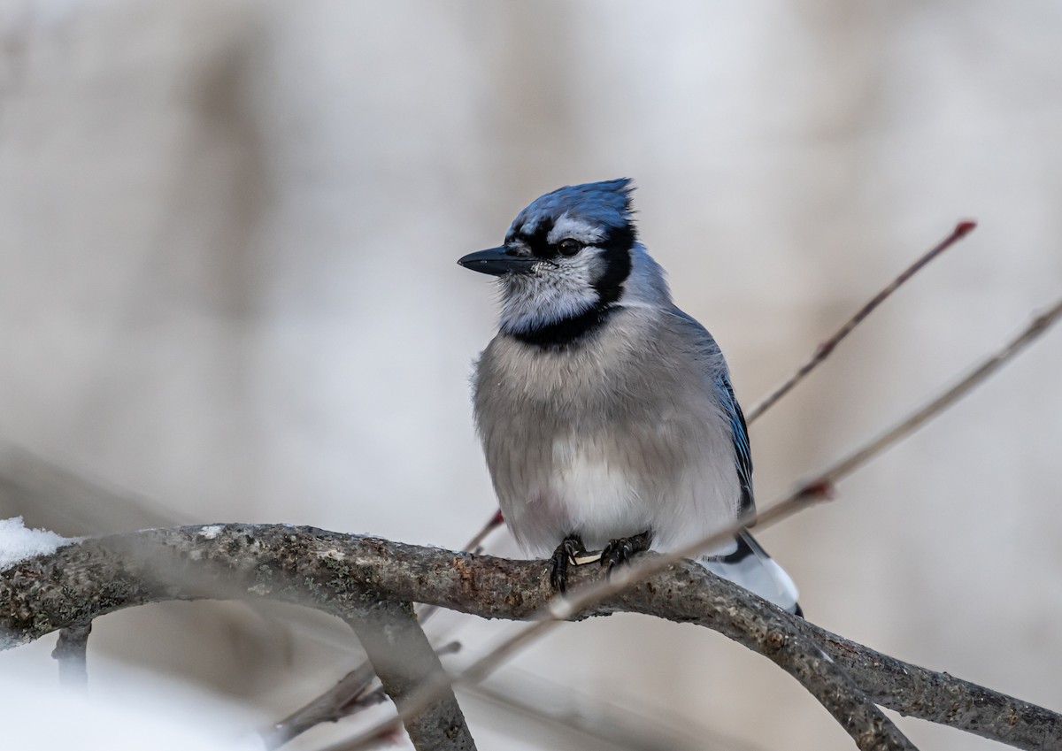 Blue Jay - ML646306666