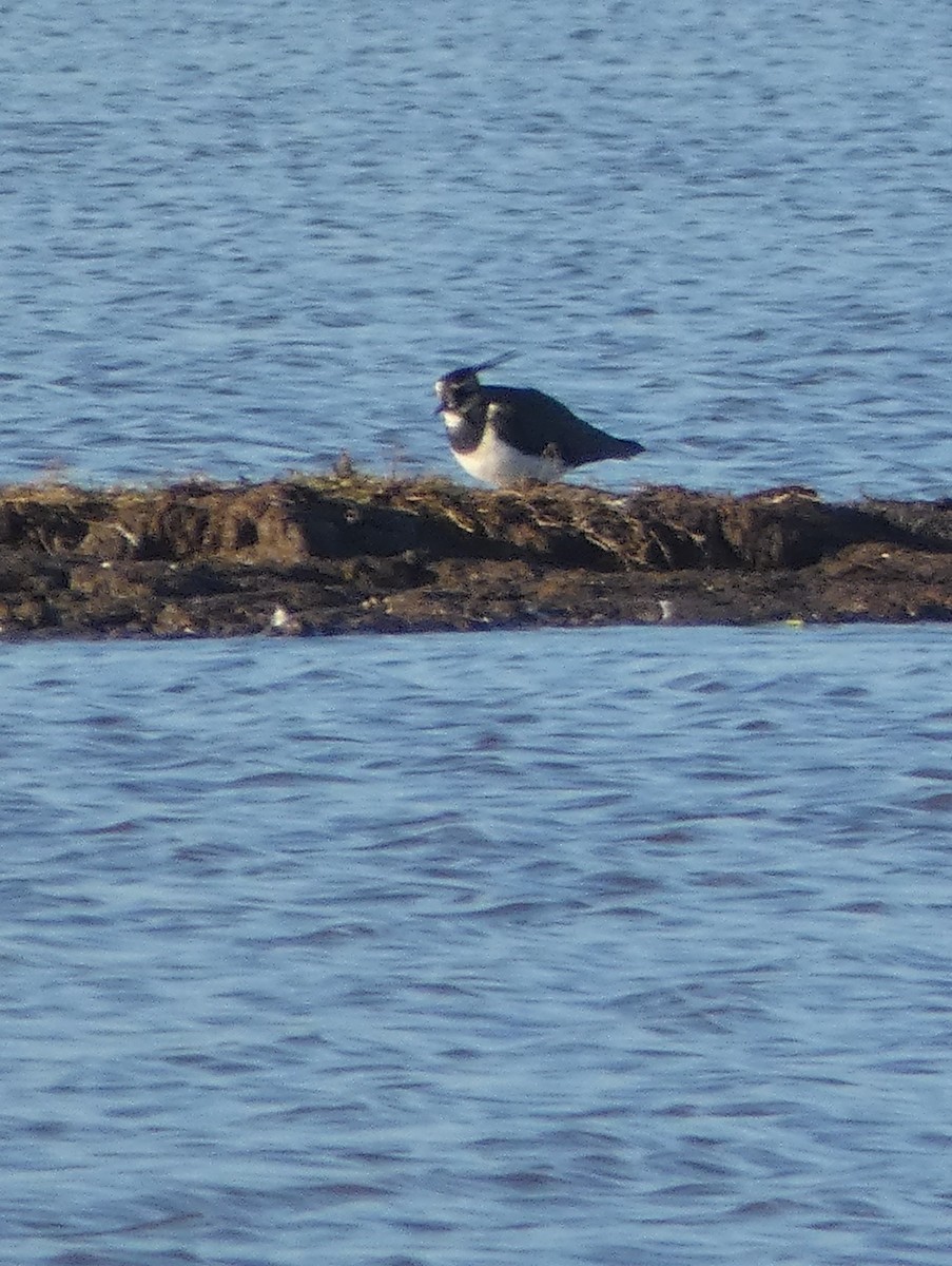 Northern Lapwing - ML646306667