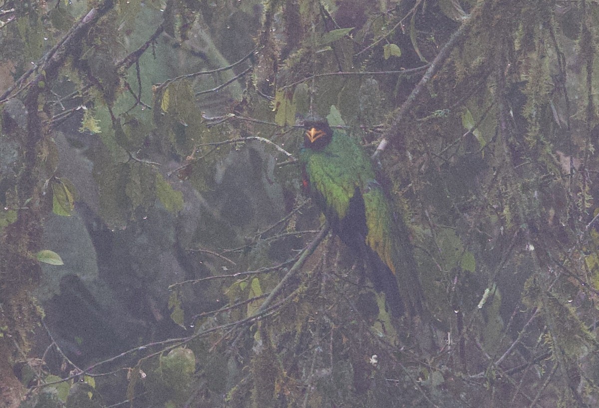 Golden-headed Quetzal - ML646306669