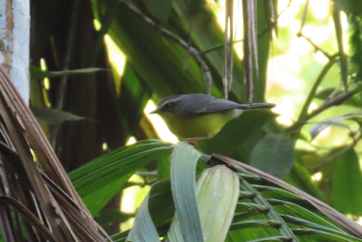 Golden-crowned Warbler - ML646306674
