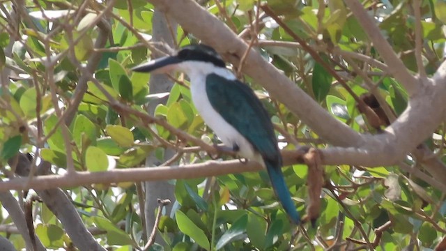 Collared Kingfisher (Red Sea) - ML646306676