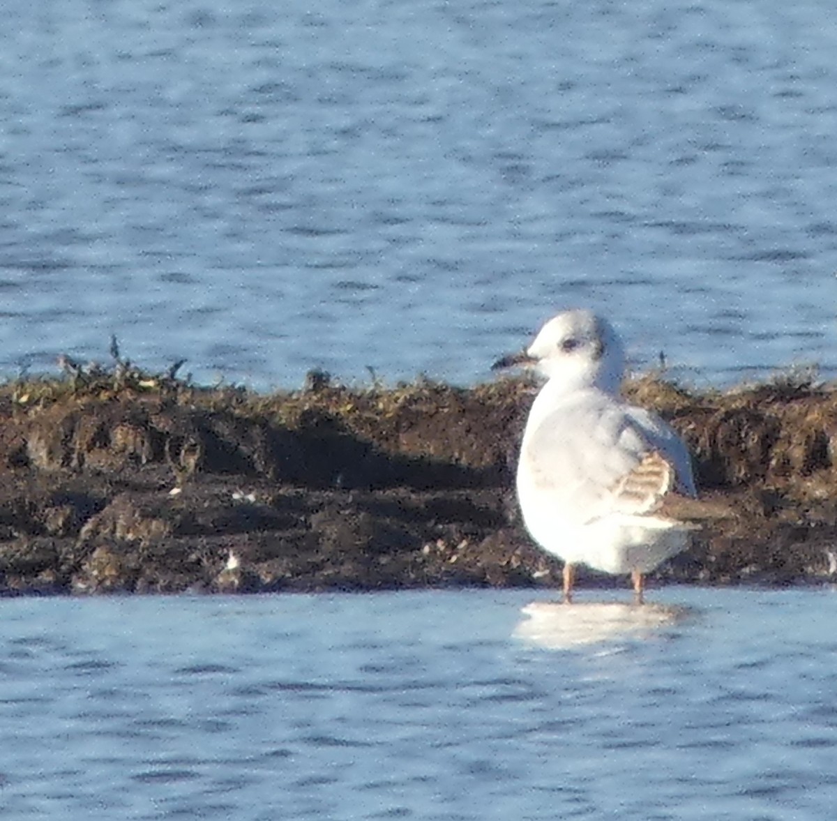 Black-headed Gull - ML646306680