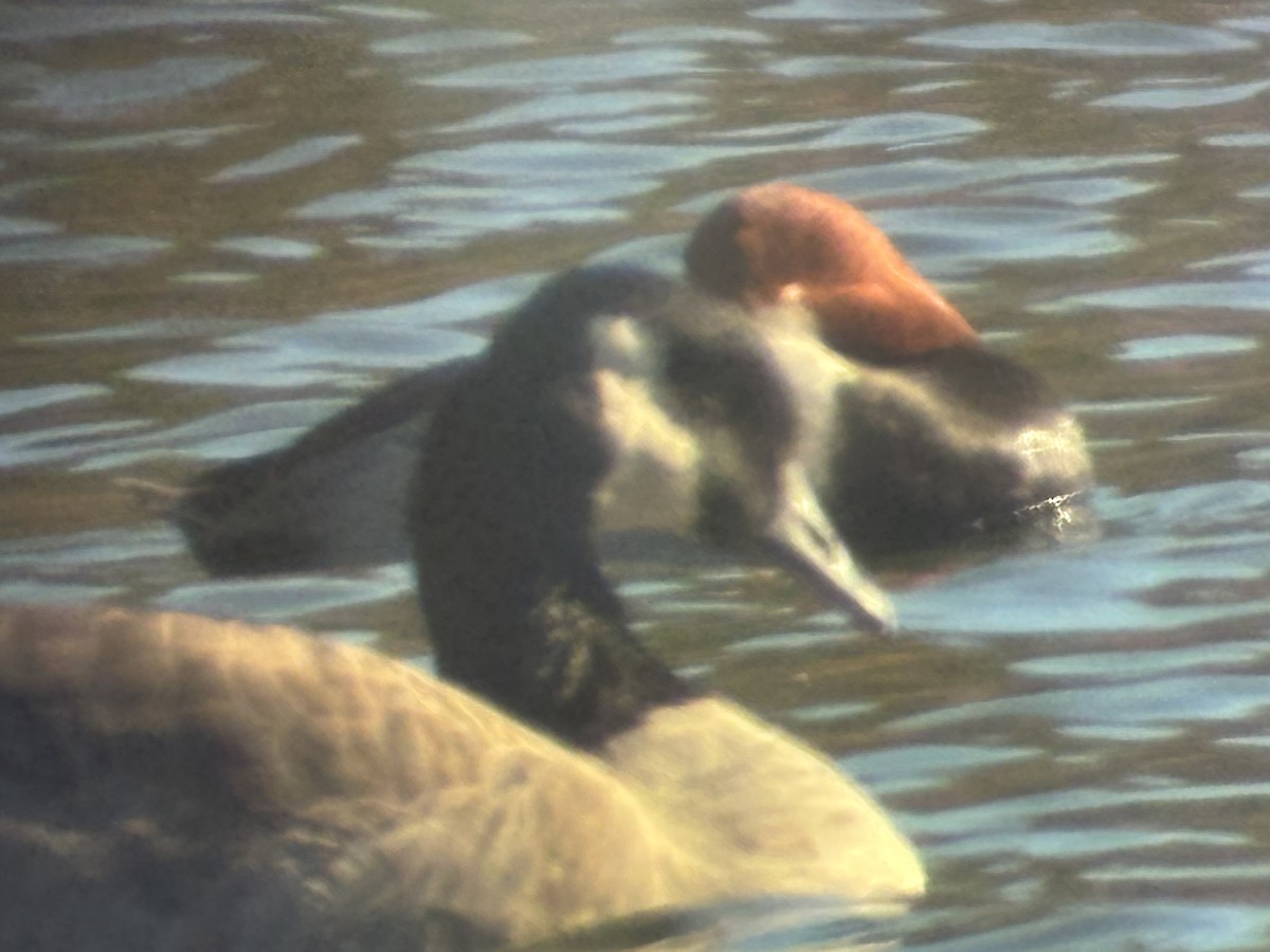 Redhead - ML646306681