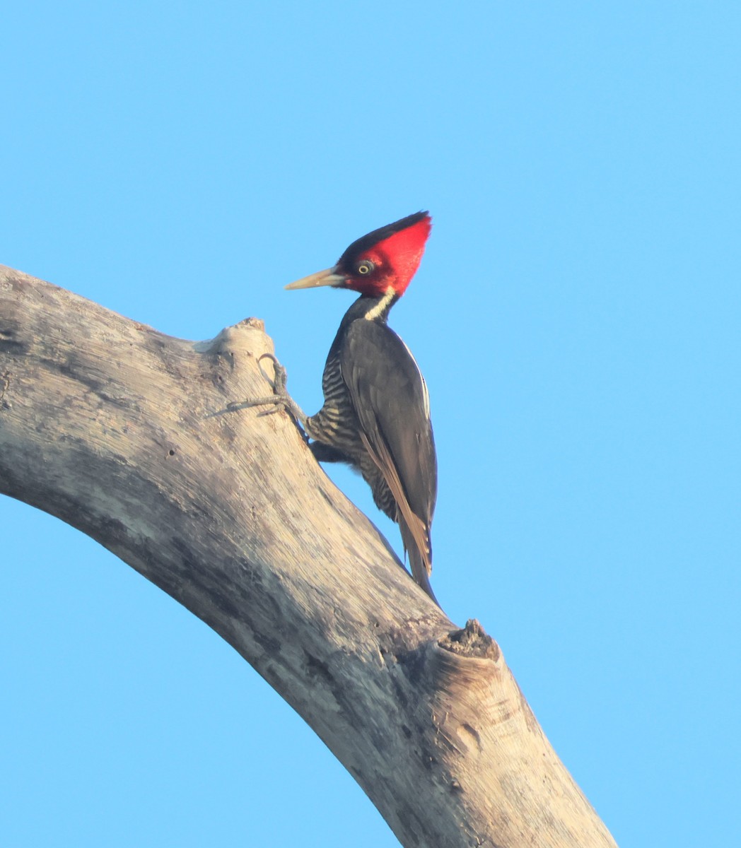 Pale-billed Woodpecker - ML646306690