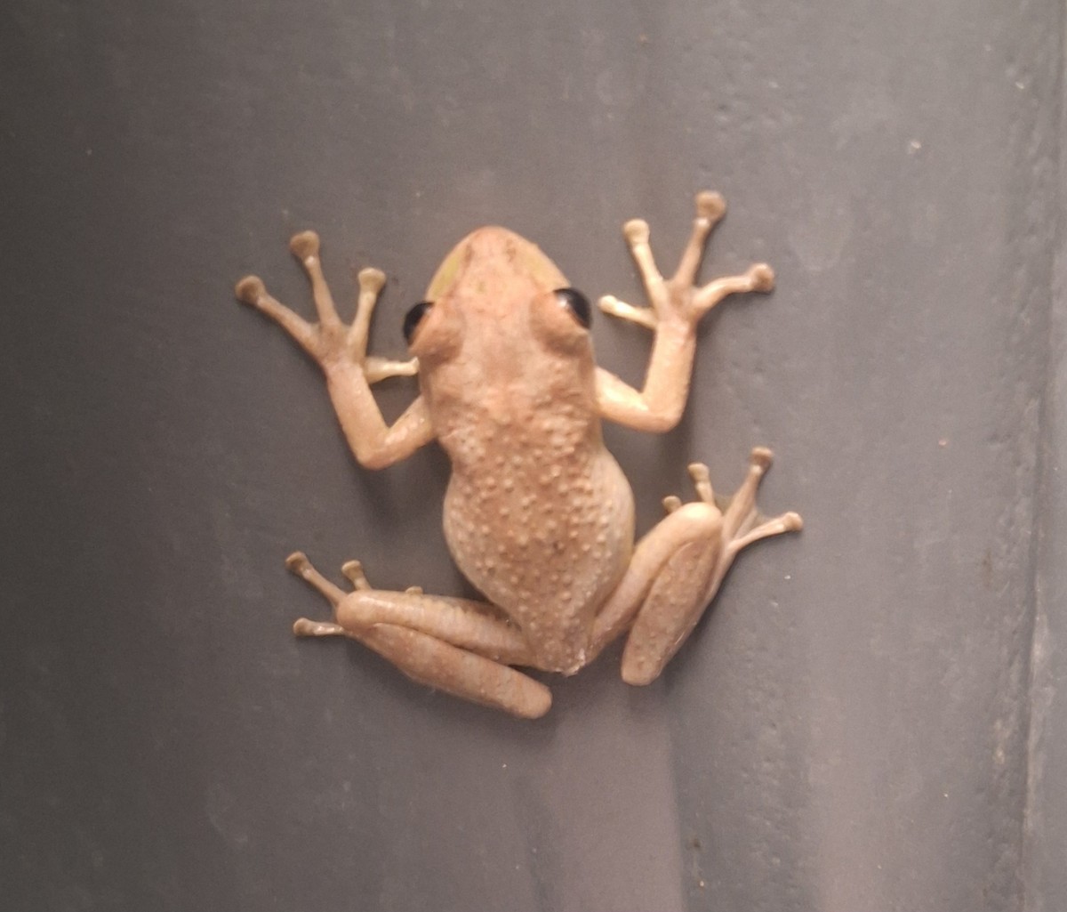 Animals - ML646306691