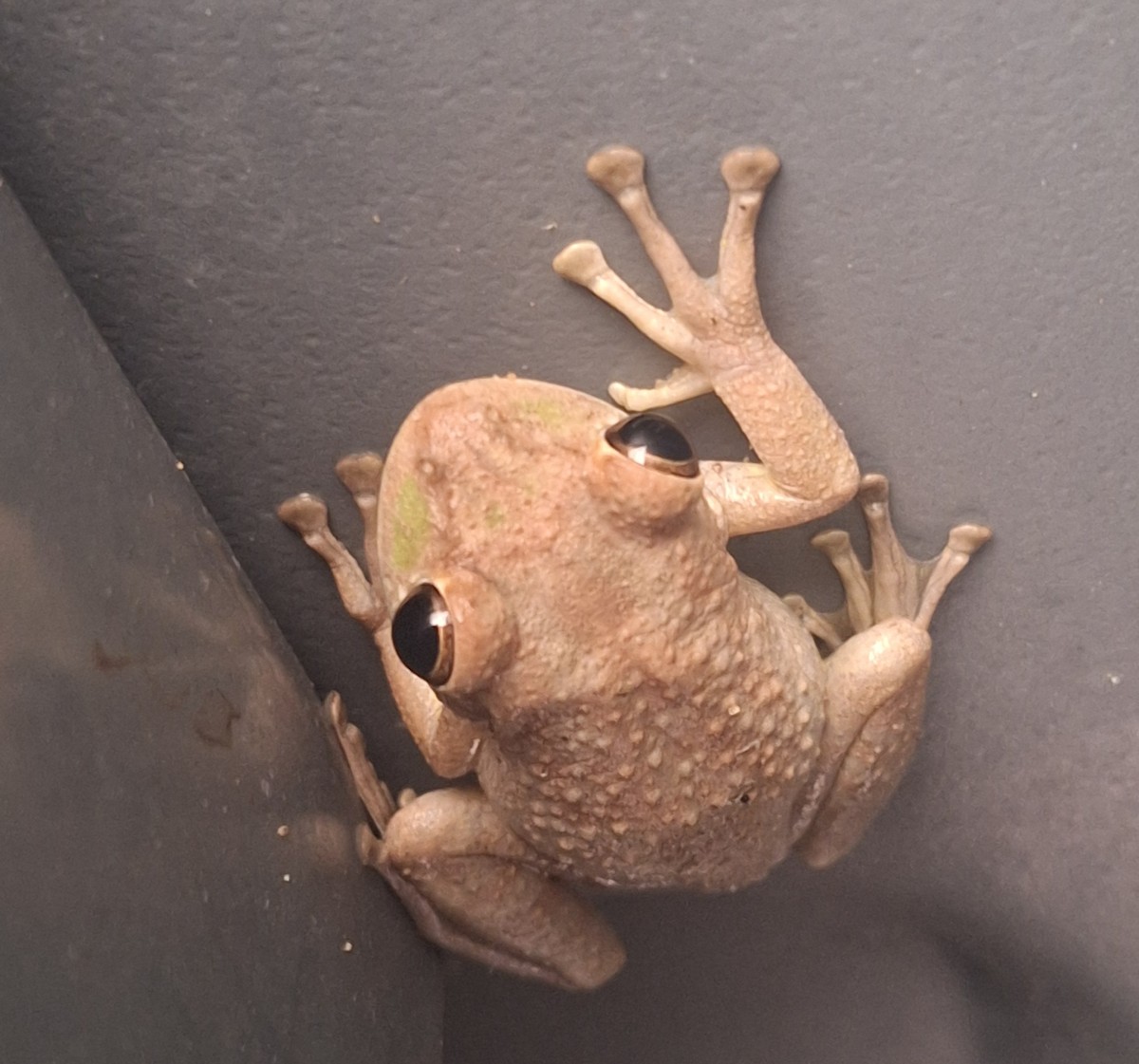 Animals - ML646306692