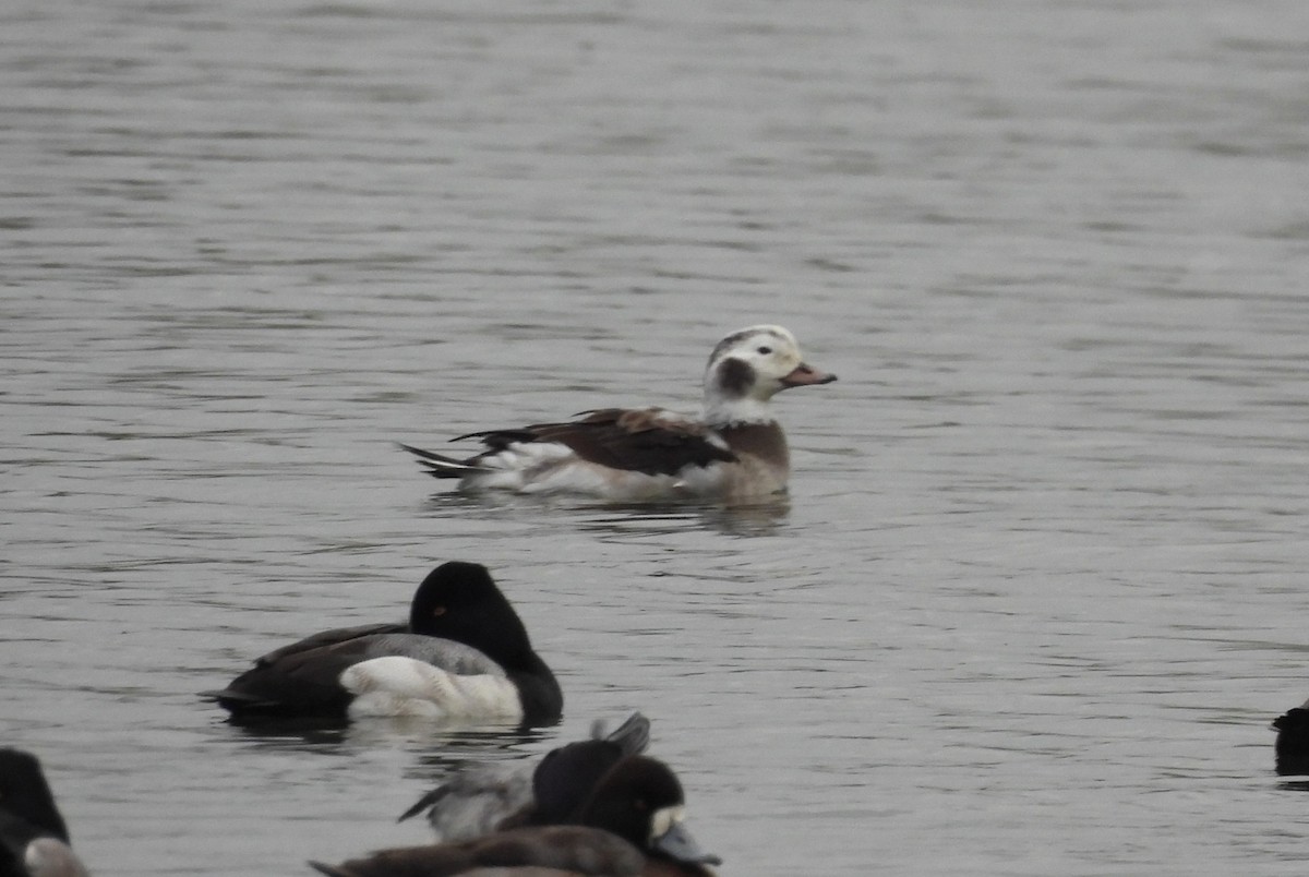 Long-tailed Duck - ML646306694