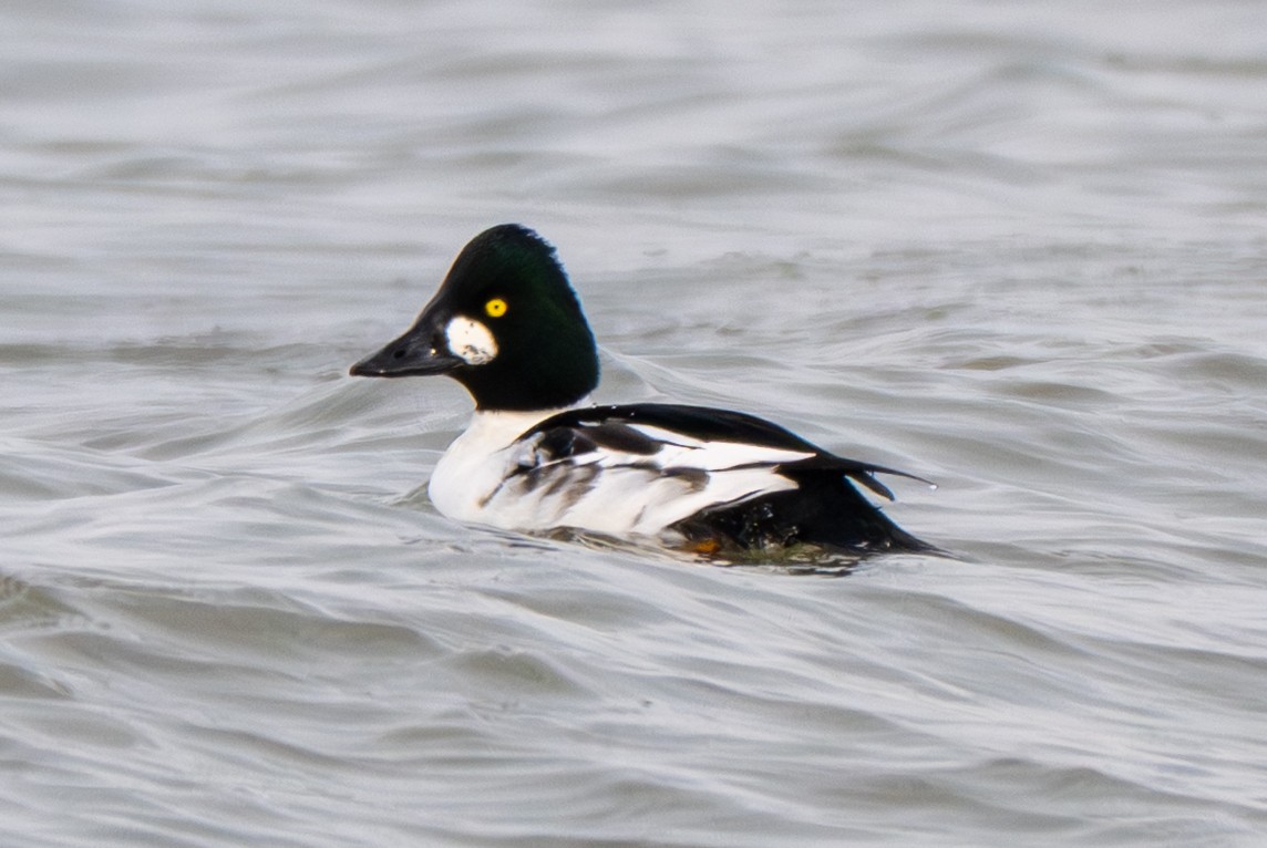 Common Goldeneye - ML646306695