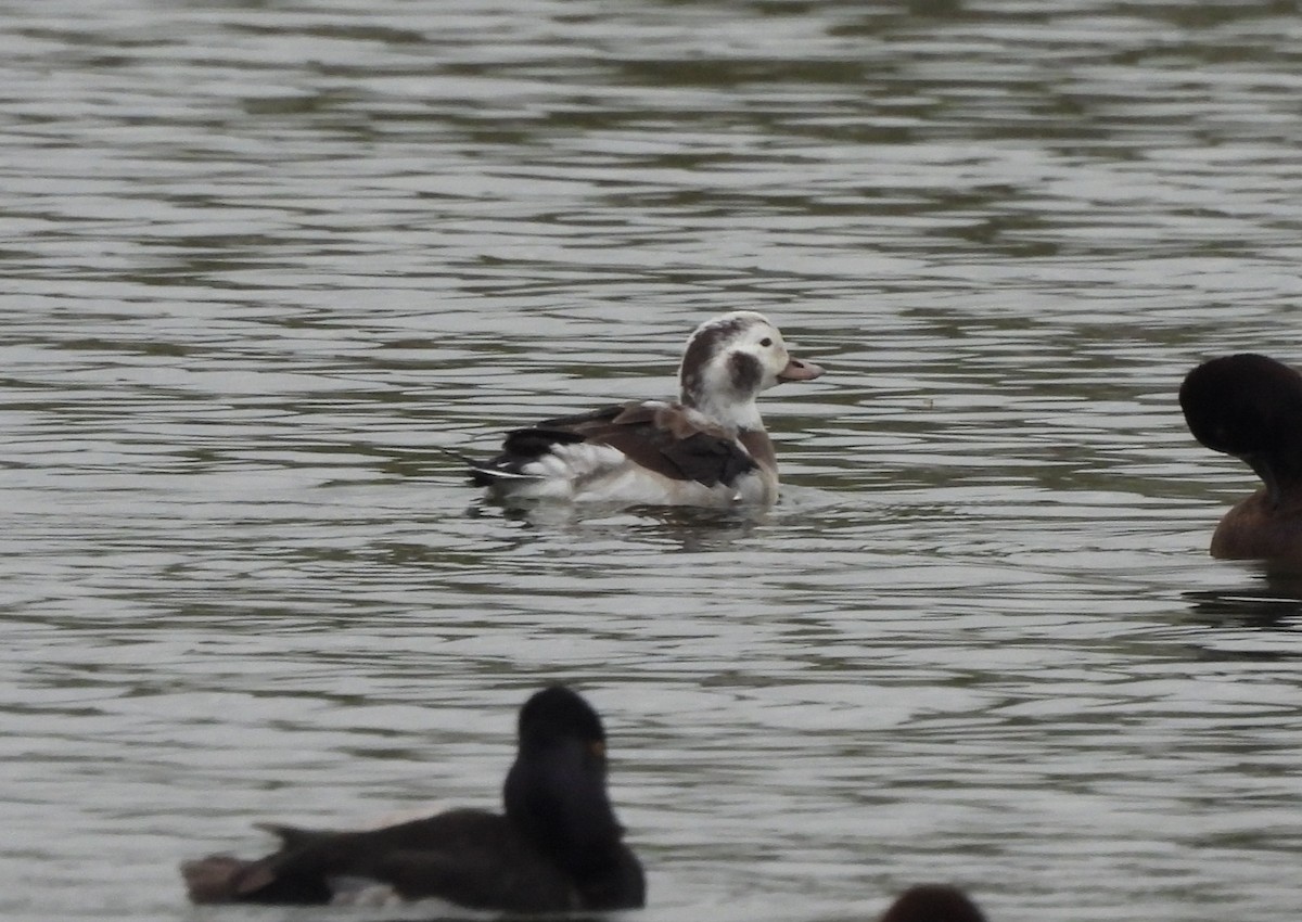 Long-tailed Duck - ML646306696