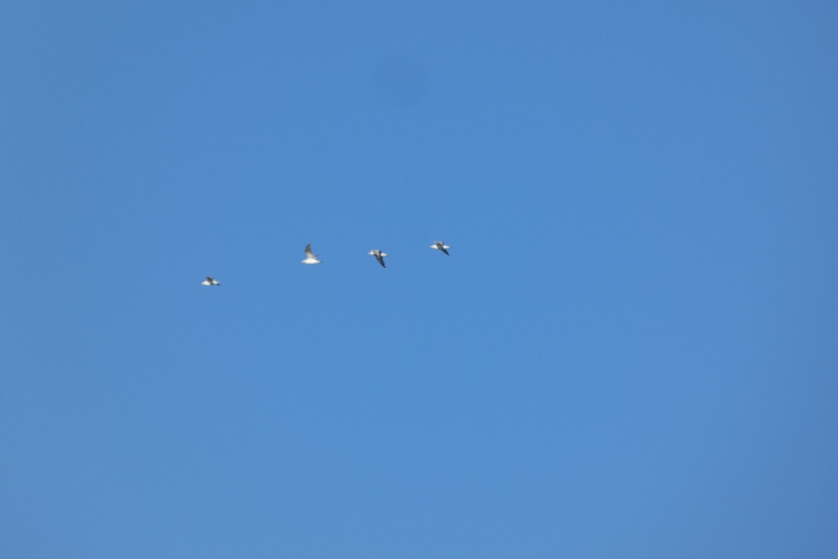 European Herring Gull - ML646306698