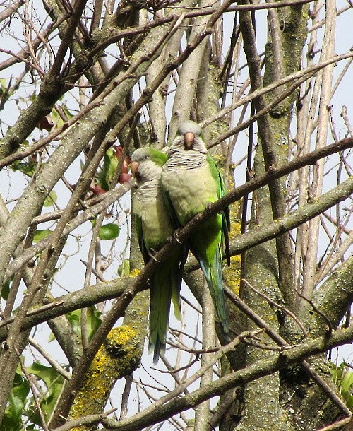 Mönchssittich - ML646306700