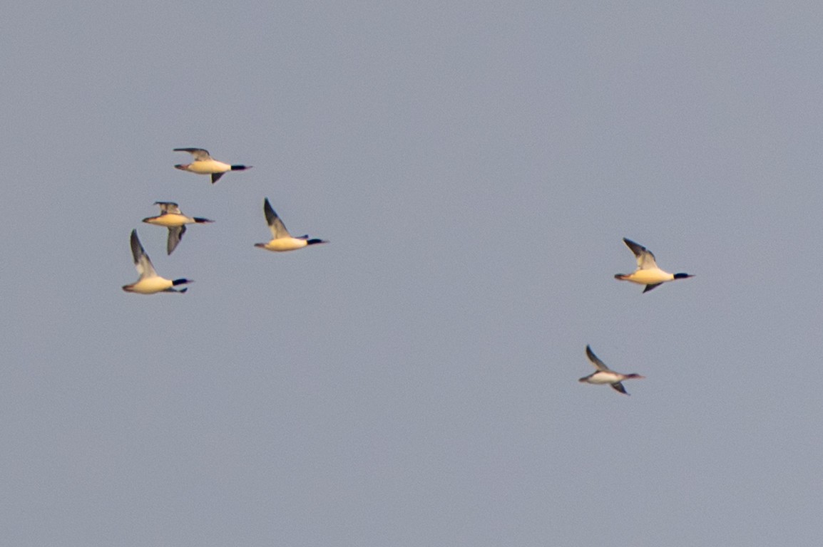 Common Merganser - ML646306701