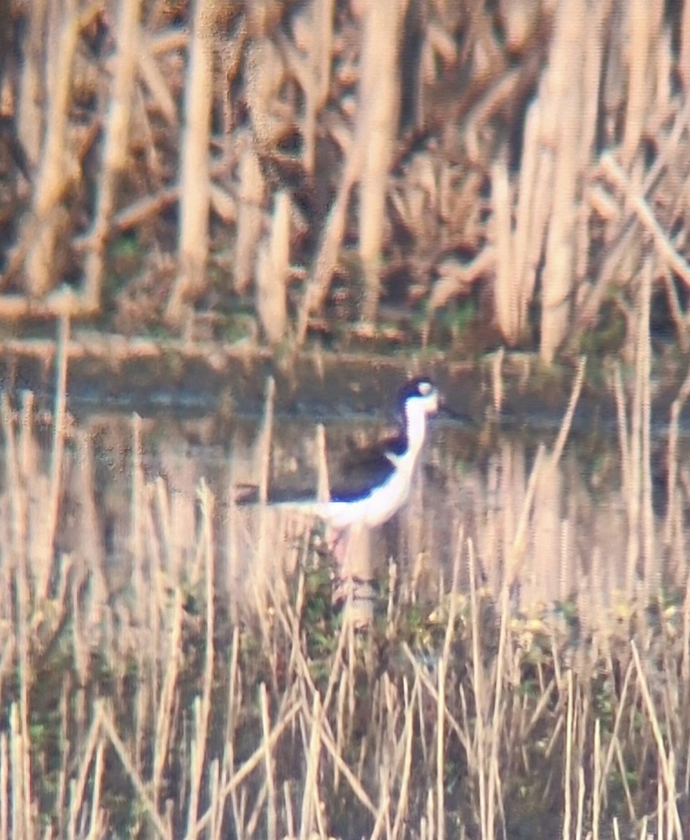 Black-necked Stilt - ML646306706