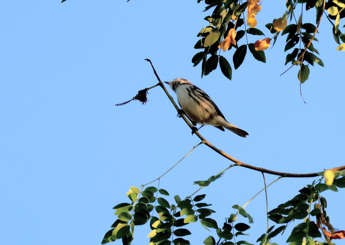 Black-throated Gray Warbler - ML646306707
