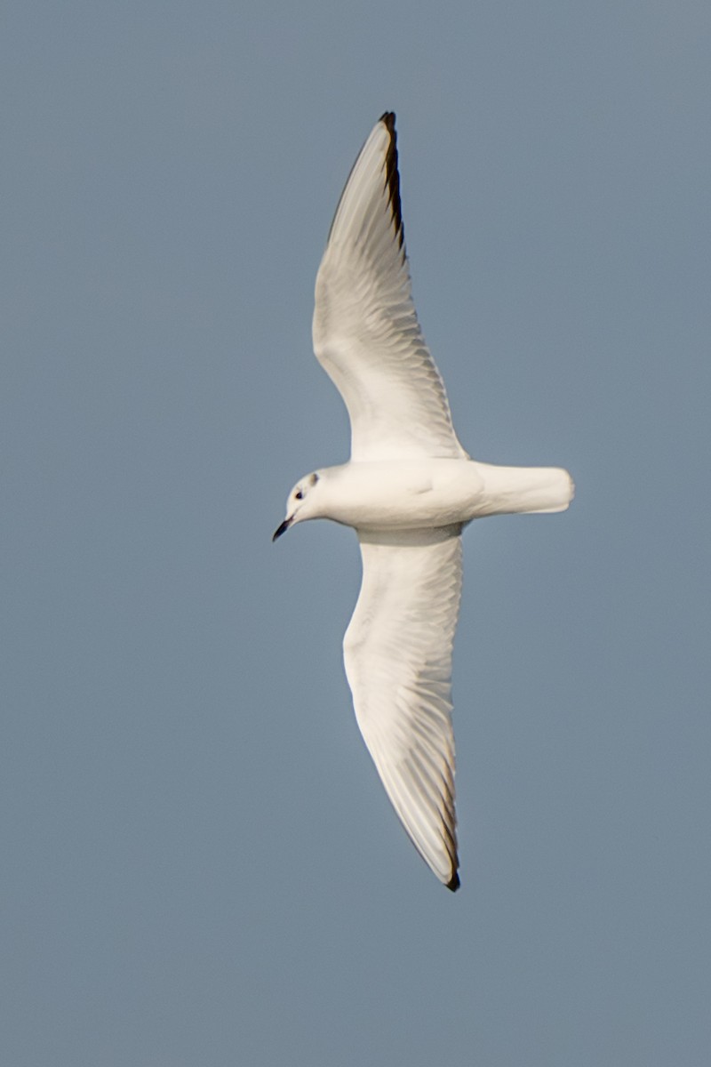 Bonaparte's Gull - ML646306711